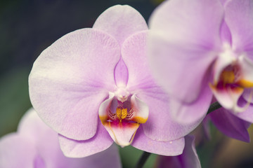 Flower of Purple orchid