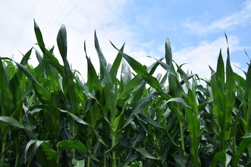背景・トウモロコシ畑と夏の空