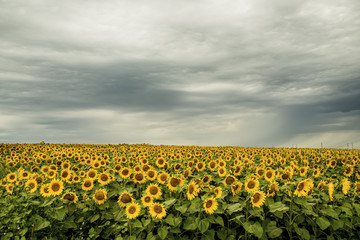 Naklejka premium Field with sunflowers and stormy sky in the clouds. A spacious field to the horizon. 