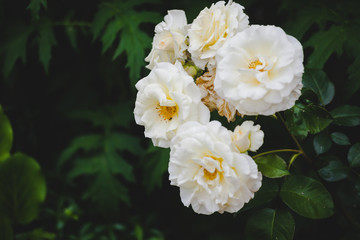 Wei&szlig;e Blume B&uuml;ten im Garten mit gr&uuml;nen Bl&auml;ttern