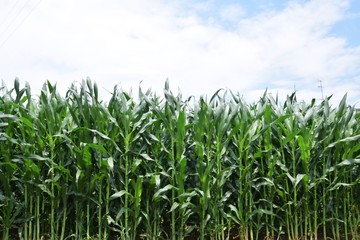 背景・トウモロコシ畑と夏の空