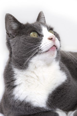 A large cat lying down and staring into the distance isolated on a white background.