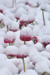 Snowy red dog daisy (Bellis perennis) in springtime. Lawn daisy in abnormal bad weather.