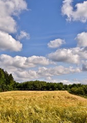 Fototapeta premium Landscape with a cornfield and blue sky on a summers day