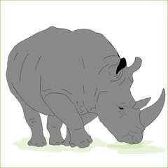 Vector Huge male rhino