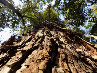 Fototapeta na wymiar Velha Árvore frondosa 