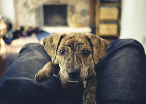 Cute Curious rescue adopted brindle color Mountain Cur puppy sees camera for first time. 
