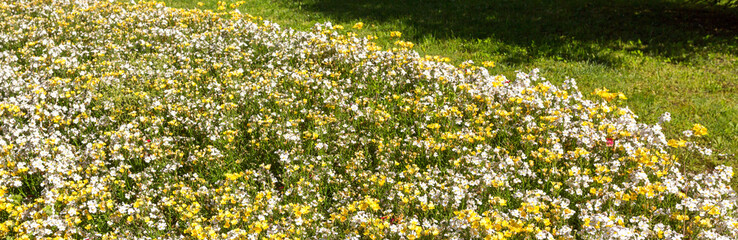 Parterre de fleurs jaunes et blanches