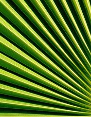Obraz premium Close up of a fan shaped Palm leaf