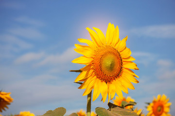 Obraz premium Sunflower with blue sky.