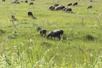A large flock of sheep and cows grazing on a green meadow in June.