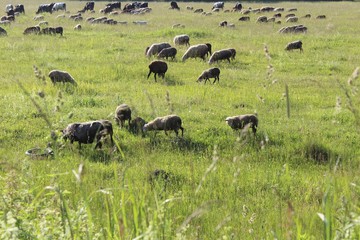 A large flock of sheep and cows grazing on a green meadow in June.