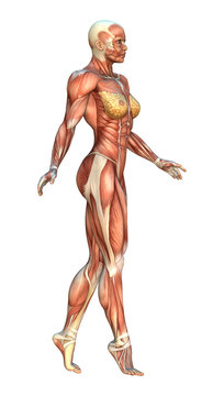 3D Rendering Muscle Maps