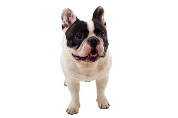 Obraz premium French Bulldog