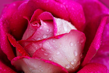 Pink rose closeup with water drops.