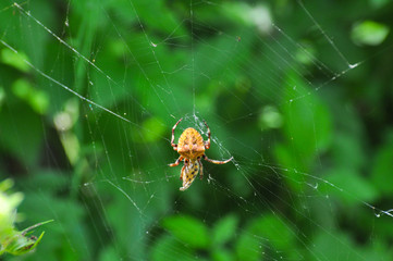 Spider wrapping its victim (wasp) up into the web for further eating. Spider wrapping its prey in silk.