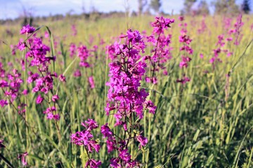 Red inflorescences of flowers (Silene viscaria) against the background of tall grass.