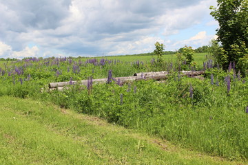 Fototapeta na wymiar Logs against the backdrop of lupines and an endless field in the background.
