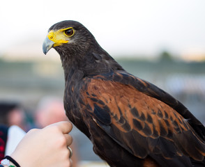 falco reale con becco giallo