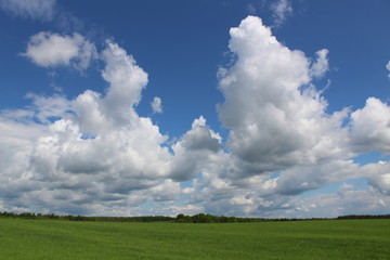 Fototapeta na wymiar Beautiful cumulus clouds in the sky above the green field.