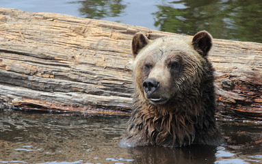 Black Bear, Vancouver, Canada