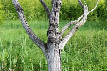 Dry tree on the edge of the swamp. In a woody texture, you can easily distinguish the connected parts of the body - eyes, nose, mouth.