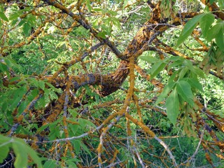 The branch of the tree in the forest is affected by the disease, which slowly kills this tree.