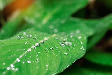 drops on leaves with the freshness.