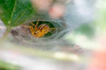 Funnel weaver spider lurks in its tunnel