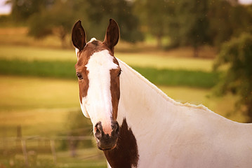Portrait of a horse outdoor in summer
