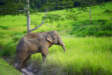 Fototapeta na wymiar The young elephant crossing the road