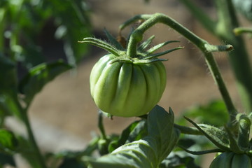 green tomato zapotec