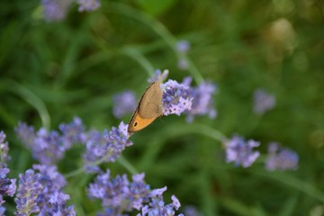 Papillon et lavande Cendrine PERROT