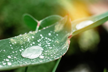 Water drops in rainy season.