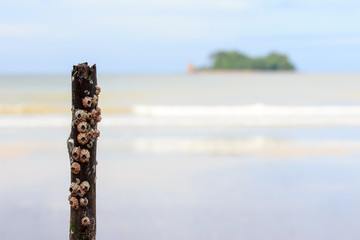 Group of barnacles bore to the wood