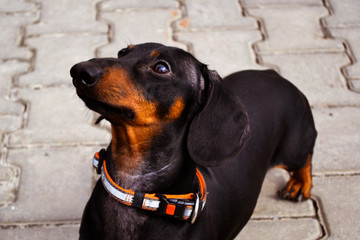 A close up of f a dog (puppy), breed dachshund black and tan
