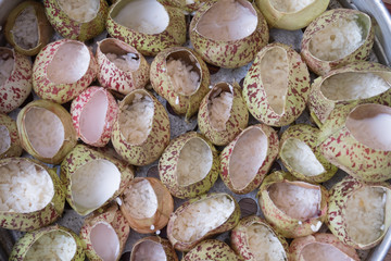 Little boy add rice rough only that have been recommended with coconut milk to 3/4 the Pitcher plants is so coconut milk until full