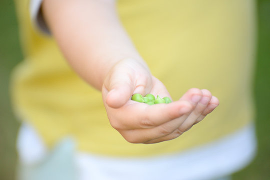 Child holding green peas. Peas in a kid's hand