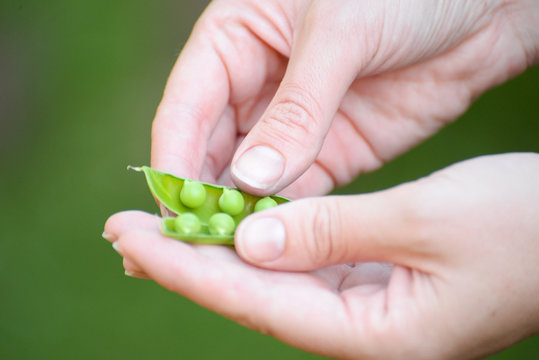 Woman hand cleaning green peas. Fresh peas in woman hand