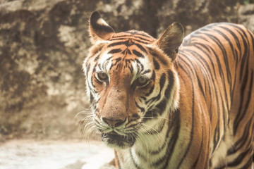 Fototapeta premium Portrait of Bengal tiger standing in the park, retro colour 
