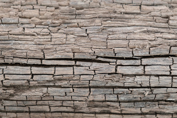 Wood background / Abstract texture background of wood. Shallow depth of field.
