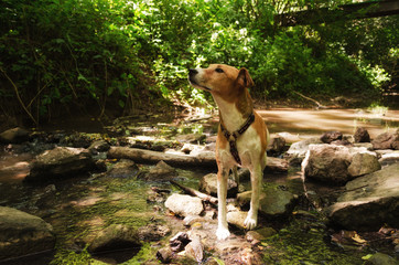 dogs drinking water nearby creek in nature. hydrating nature creek terrier d