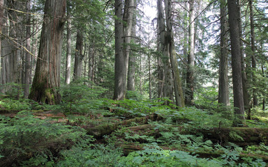 Fototapeta premium Ceder, Canada