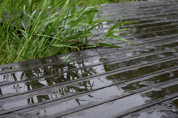雨のボードウオーク