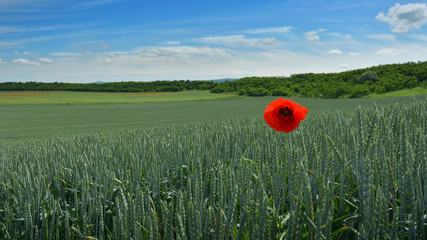 barley field with poppy