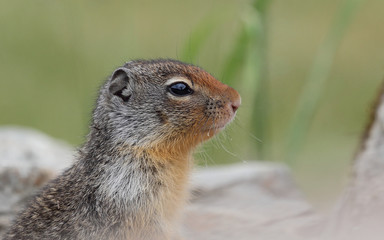 Naklejka na ściany i meble Squirrel, Canada
