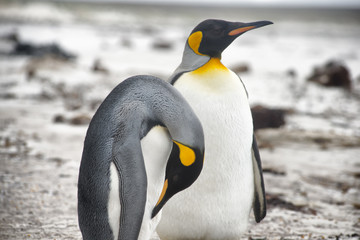 King penguin pair on Falkland Islands