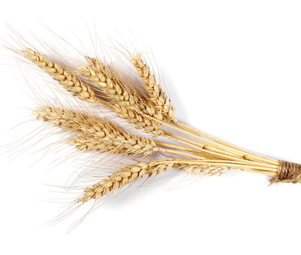 Ears of wheat isolated on white background, top view