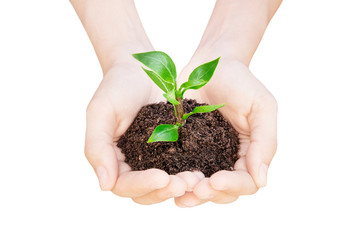 Pianta in mano con terra, nascita, vita 