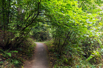 Pathway trail through a green forest